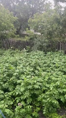 The video shows a garden bed filled with lush, green potato plants. The plants are dense and leafy, with some visible white and pink flowers scattered throughout. Behind the potato plants, a weathered wooden fence runs horizontally across the frame. Beyond the fence, various trees and foliage create a green backdrop. The overall scene suggests a healthy, thriving garden environment. The footage appears to be taken from a slightly elevated perspective, looking down into the garden. The lighting is somewhat overcast, possibly indicating a cloudy day or a light rain.