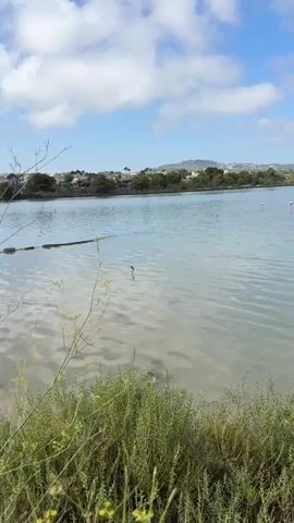 A vertical video displays a tranquil lake scene under a partly cloudy sky. In the foreground, lush green grasses and a thin, dry branch create a natural border. The middle ground is dominated by the calm, rippling surface of the lake, which reflects the sky and surrounding landscape. A single bird with long legs stands in the shallow water near the center of the frame. In the background, a line of trees separates the water from a distant town with houses nestled on a gentle slope. Several small white birds are visible scattered across the far side of the lake. The overall atmosphere is peaceful and natural.