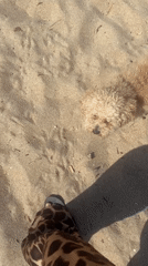 Dog on leash spotted with owner on Barcelona sand