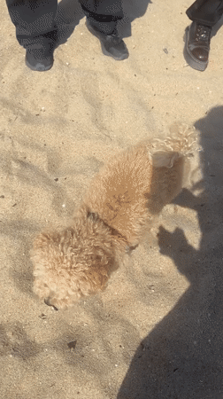 Dog on leash spotted with owner on Barcelona sand