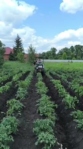 A drone shot shows a tractor with two people in it driving down a row of potato plants in a field. The field is bordered by trees and a fence, and a house can be seen in the distance. The sky is blue with white clouds. The tractor is green and appears to be older. The potato plants are green and leafy, and the soil is dark brown. The drone is moving forward and slightly upward, giving a sense of movement and depth.