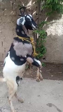A goat is standing on its hind legs in front of a brick wall and a tree. It has black, white, and gray markings. A yellow rope is around its neck. A person is visible to the right of the frame, holding a brown container. The ground is dirt and concrete.