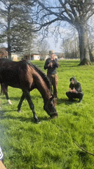 Musician plays wind instrument in field beside grazing horse
