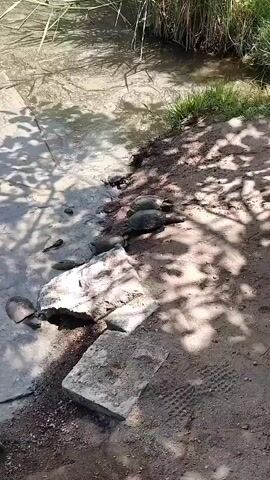 A group of turtles are gathered on the muddy bank of a body of water, some in the water and some on land. The turtles are of various sizes and are clustered together. The sun is shining, casting shadows on the ground. The environment appears to be a natural setting with grass and trees.