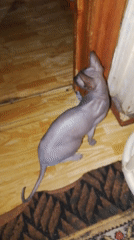 Pets and snacks at home in Prokopyevsk, Russia