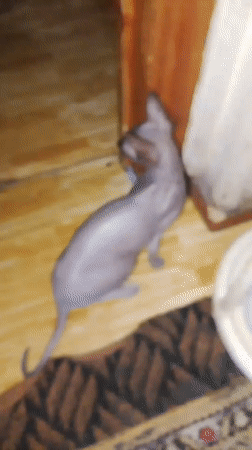 Pets and snacks at home in Prokopyevsk, Russia