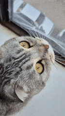 Scottish Fold cat and cozy home moments in Chaikovsky