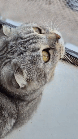 Scottish Fold cat and cozy home moments in Chaikovsky