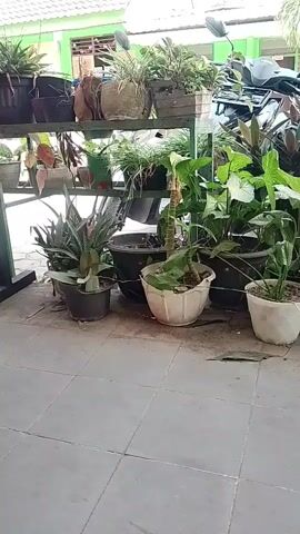 The video shows an outdoor scene with potted plants. In the background, a building with a green roof is visible. A motorcycle is parked behind the plants. The plants are arranged on shelves and on the ground. The ground is tiled. Some of the plants appear to be healthy, while others look a bit droopy. The overall impression is of a garden or a plant nursery.