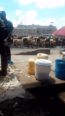 Sheep flock herded through busy Nairobi street
