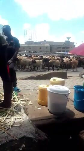 Sheep flock herded through busy Nairobi street