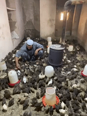 Quail farming operations documented in Kandahar, Afghanistan