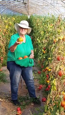 A woman wearing a white hat and a green t-shirt is standing in a greenhouse filled with tomato plants. She is holding a large red tomato and has several more tomatoes in the front of her shirt, which is tucked into her jeans to form a makeshift basket. She appears to be harvesting tomatoes from the plants. The greenhouse is long and narrow, with rows of tomato plants on either side of a dirt path. The tomato plants are tall and leafy, with many red and green tomatoes visible. The lighting suggests it is daytime.