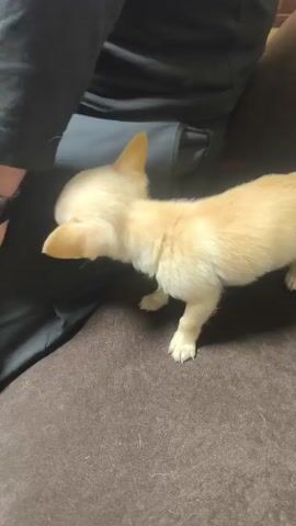 The video shows a very small, light tan chihuahua puppy standing on a grey couch. A person wearing a black shirt and a watch is sitting on the couch near the puppy. The puppy sniffs around the person's leg, looks at the camera, and then looks away again. An object is visible in the background. There are wind-like noises throughout the video.