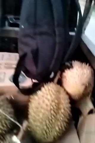 The video shows several durian fruits in a container. A man wearing a black t-shirt and a black cap is looking at the camera. The video is shaky and the lighting is dim.