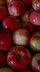 Red and yellow apples getting washed in a basin, Podolsk