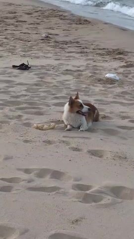 A corgi dog is lying on a sandy beach near the ocean. It chews on a bone.