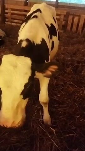 This media file captures a close-up view of a young Holstein calf, predominantly white with distinct black markings, standing in a barn. The calf is positioned in the foreground, facing left, with its head lowered slightly. Its large, dark eyes are visible, and its ears are perked. The calf's body is mostly white with a large black patch covering its back and sides. Its legs are slender and a light tan color, appearing somewhat dirty from the straw bedding.

The setting is a rustic barn with wooden structures and slatted walls visible in the background. The floor is covered with a thick layer of dry straw, which the calf appears to be interacting with, possibly nudging or smelling. In the background, partially obscured by the calf and the barn structure, are other calves lying down, also appearing to be of the Holstein breed. The lighting suggests it could be daytime, possibly late afternoon or early morning given the warm tones. The overall atmosphere is calm and rural, hinting at a farm environment. There is no visible text in the media file.