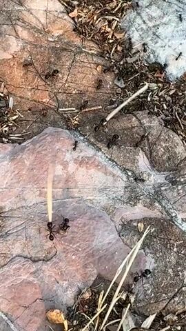 This media file shows a close-up, overhead view of a colony of black ants on a rocky surface with dry leaves and grass. The ants are the primary subjects, and they are actively moving across the textured terrain, which is composed of large, irregularly shaped rocks in shades of pinkish-red, grey, and white, with visible cracks and lines. Some ants appear to be carrying small pieces of debris. The surrounding area is covered in dry, brown leaves and straw-like vegetation, suggesting an outdoor, natural environment.

The activity captured is the industrious movement of the ant colony. There is no discernible pattern or organized structure visible in their movement beyond individual ants traversing the landscape. The lighting suggests it is daytime, likely with bright sunlight given the clear visibility of the ants and the texture of the rocks. There are no people visible, nor any man-made objects other than potentially the camera equipment used to capture the footage.

Notable details include the detailed texture of the rocks, the varying sizes of the ants, and the presence of small pieces of food or debris being carried by some individuals. The overall impression is one of natural, busy activity within a dry, possibly arid, outdoor setting. The location context of Čelobrdo, Montenegro, places this scene within a specific geographical area known for its natural beauty and diverse terrain. No text is visible in the media file.