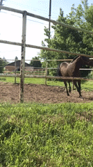 Horse observed in fenced enclosure, interacting with visitor