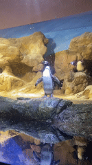 Visitor documents afternoon aquarium tour and Barcelona waterfront exploration