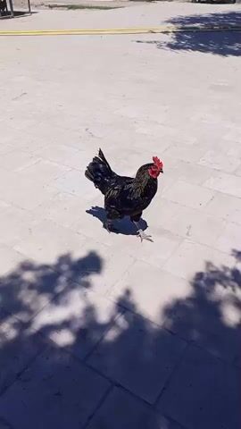 A rooster with black and green feathers walks across a paved surface. The rooster is facing right and appears to be looking at the camera. There are shadows of trees on the ground. In the background, there is a white decorative fence.
