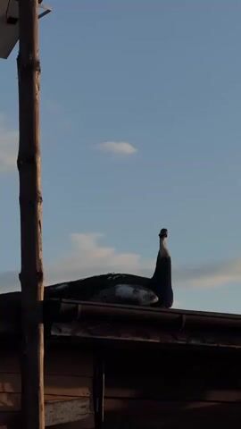 A peacock is seen sitting calmly on a dark-colored roof at golden hour in Doganovo, Bulgaria. The bird, primarily dark blue and green with some white markings, is facing right and occasionally blinks and moves its head slightly. Its silhouette is prominent against a soft blue sky with a few scattered white clouds. To the left of the frame, a tall wooden pole stands, with a small solar panel mounted near its top. The warm, low light indicates late afternoon or early evening. The scene suggests a peaceful, rural or semi-rural setting.