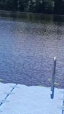The video shows a floating dock on a lake. The dock is blue and has a ladder with silver handles. The lake is calm with ripples and lily pads. Trees line the opposite shore. The camera pans slightly to the right.