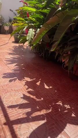 The video shows a patio area with red tile flooring. There are many potted plants in the area, including succulents and larger leafy plants. Some of the plants are on tiered stands. A red awning covers a portion of the patio. There is a hose coiled on the ground and a metal barbecue grill with a wooden top. A red plastic chair is overturned near the grill. In the background, there is a white wall with a metal fence on top. The sky is visible, with some clouds.