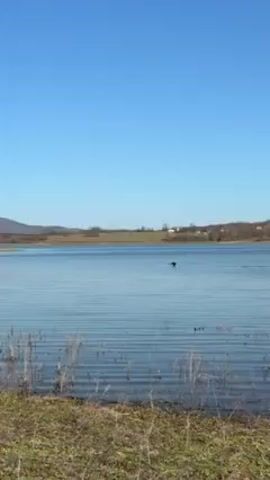 The video shows a dog standing at the edge of a lake. The dog is black and brown, and it is looking out at the water. In the water, a black object can be seen moving. The lake is surrounded by grass and trees, and in the background, there are some hills. The sky is clear and blue.