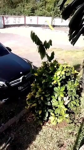 Here is a description of the video:

The video shows a black Mercedes-Benz parked near a small bush. In the background is a parking lot with a white retaining wall that has the words "Starwoods Gardens" printed on it. There are trees and other greenery behind the parking lot. The camera is positioned from a slightly elevated viewpoint, possibly from a building or a raised area. The lighting suggests it's daytime.