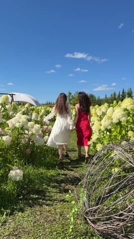The video shows two women walking down a path through a field of white and pink flowers. The woman on the left is wearing a white dress, and the woman on the right is wearing a red dress. Both women have their arms outstretched and are smiling. The path is surrounded by lush green grass and tall trees. The sky is clear blue with a few white clouds. There is a white tent-like structure in the background, along with some wooden structures. A large, wire-like object is visible in the foreground. The scene appears to be a sunny day in a flower garden or farm.