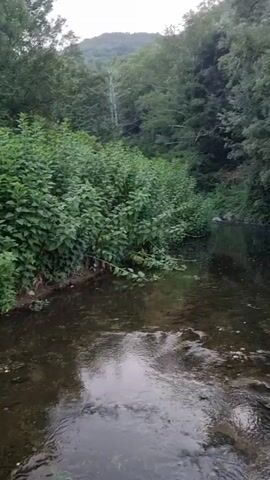 A still video shows a wide shot of a forest stream. The water is dark and reflects the trees that surround it. The trees are lush and green, with a variety of species visible. The stream appears to be shallow, with rocks visible on the bottom. The overall mood of the video is peaceful and serene.
