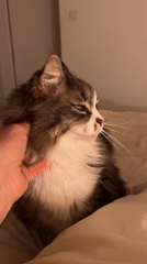 Person pets fluffy cat on bed in Chambœuf