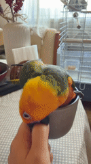 Tiny colorful parrot chills inside a grey mug