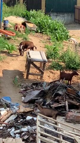 The video captures an outdoor scene with several goats present. In the foreground, a pile of debris, including wood, metal, and other construction materials, is visible. Three goats are in the vicinity of this debris pile. One goat is lying down within the debris, while two others are standing nearby. A wooden structure, resembling a ramp or a platform, is situated behind the debris.

In the background, a grassy incline is present, with more debris and vegetation. Two more goats are seen on this incline. One is standing, and the other is partially obscured, but appears to be walking. Beyond the incline, a wooden fence separates the area from a construction site or residential area. There are several modern brick buildings and parked vehicles, including a black SUV, a blue car, and a black sedan. A large dumpster filled with trash is also visible. The scene appears to be a construction zone or an area undergoing renovation, with the goats seemingly navigating or foraging within the environment. The lighting suggests it is daytime.