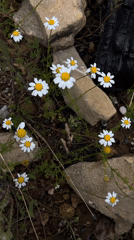 Nature walk documented through wildflower photography in Alanya