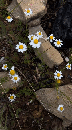 Nature walk documented through wildflower photography in Alanya