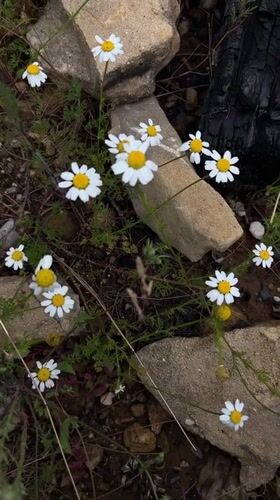 Nature walk documented through wildflower photography in Alanya