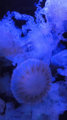Miami witness records jellyfish, celestial sphere, Earth visualization sequence