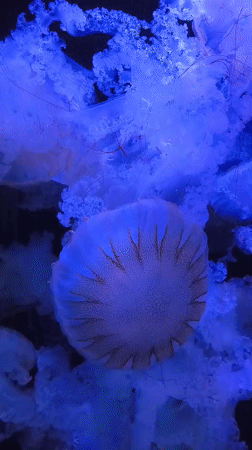 Miami witness records jellyfish, celestial sphere, Earth visualization sequence