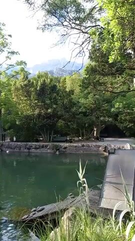 The video pans across a serene park setting with a pond in the foreground. The pond is filled with calm, green water, and several turtles can be seen basking on a wooden structure at the edge. In the background, lush trees and foliage surround the pond, with a glimpse of mountains in the distance under a bright, sunny sky. A few ducks are also visible swimming in the water. The park appears to be well-maintained, with stone pathways and benches visible along the pond's edge, suggesting a peaceful place for visitors to relax. The overall atmosphere is tranquil and natural.
