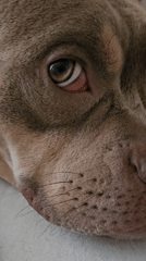 Close-up of a dog's eye in Ulyanovsk, pupil in motion.