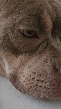 Close-up of a dog's eye in Ulyanovsk, pupil in motion.