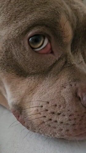 Close-up of a dog's eye in Ulyanovsk, pupil in motion.