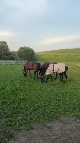 The video captures a serene moment in a grassy field. Three horses are present, with two in the foreground and one slightly behind. The horse on the right is wearing a tan blanket with a red trim. All three horses appear to be grazing. The background consists of a lush green hill with trees in the distance under a pale, overcast sky. A white fence is visible on the left side of the frame. The lighting suggests it is either early morning or late afternoon.