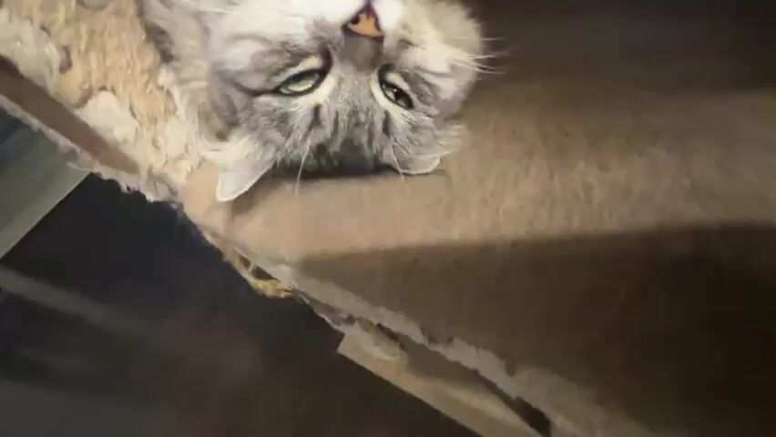 A close-up, slightly shaky, overhead shot shows a fluffy gray and white cat lying on its back on a brown, furry surface, possibly a carpeted cat tree. A person's hand is gently stroking the cat's face and chin. The cat's eyes are mostly closed, and its head is tilted back. The background is dark and out of focus, with a glimpse of a dark floor and a patterned rug or upholstery on the left. The lighting is dim. The video is short, about four seconds long, and the scene is static except for the hand movement and slight camera shake.
