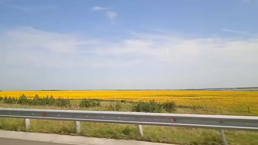 A bright sunny day with a clear blue sky is depicted. A vast field of yellow sunflowers stretches to the horizon, creating a vibrant landscape. In the foreground, a metal guardrail separates the road from the field. Scattered trees and greenery are visible between the guardrail and the sunflower field. The camera appears to be moving, suggesting the footage was captured from a vehicle.