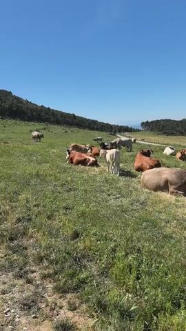 A herd of cows is resting in a grassy field under a clear blue sky. The cows are of various colors, including brown, white, and tan. Some cows are lying down, while others are standing. In the background, there are rolling hills covered with trees and a road. The sun is shining brightly, casting shadows on the ground. The overall scene is peaceful and idyllic, suggesting a rural setting on a warm, sunny day.