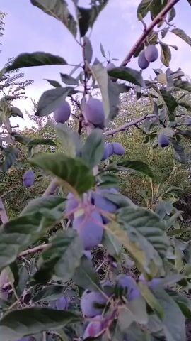 The video shows a close-up view of a plum tree branch laden with ripe purple plums. The camera slowly pans across the branches, revealing clusters of plums hanging from the twigs. The leaves of the tree are a deep green, and some appear slightly tattered. In the background, other trees and foliage can be seen, with a hint of a cloudy sky overhead. The overall impression is one of abundance and a natural, outdoor setting.